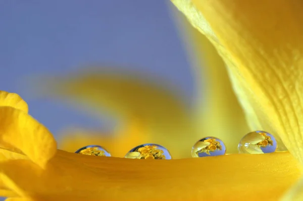 Schöne Frühlingsblume Narzisse — Stockfoto