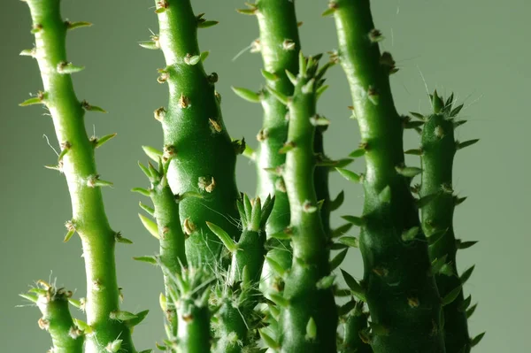 熱帯植物やエキゾチックなサボテン — ストック写真