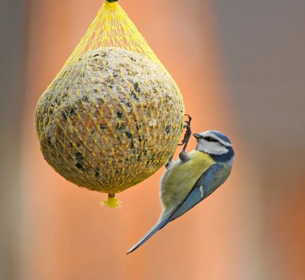 Scenic View Beautiful Bird Nature — Stock Photo, Image