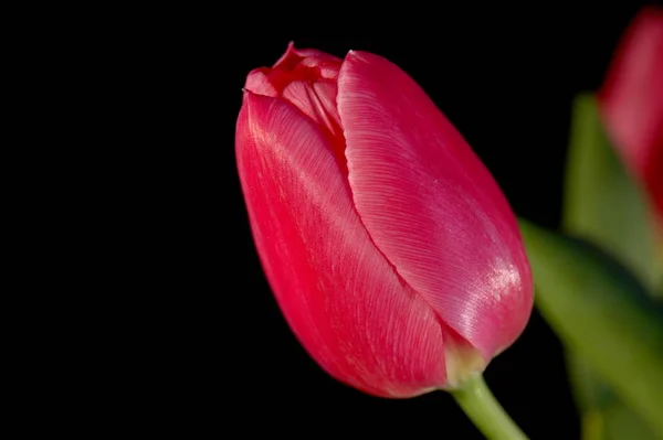 Beautiful Spring Tulips Flowers Flora — Stock Photo, Image