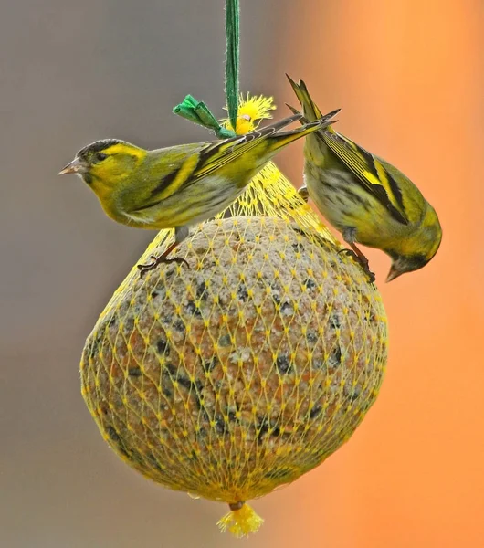 Aussichtsreiche Aussicht Auf Schöne Vögel Der Natur — Stockfoto