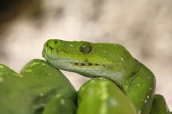 Vista Panorámica Serpiente Peligrosa Majestuosa —  Fotos de Stock