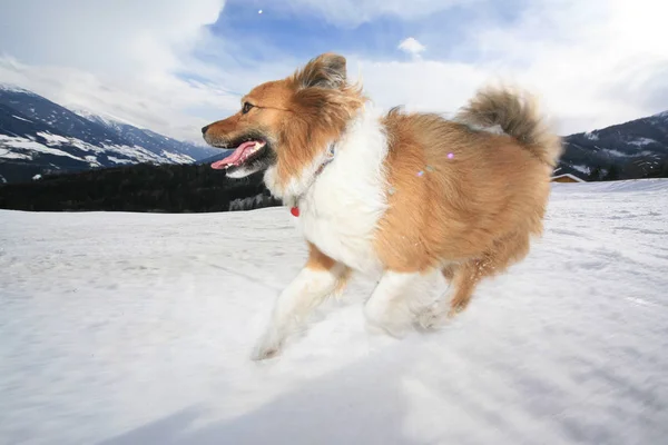 Portret Van Schattig Hond Huisdier — Stockfoto