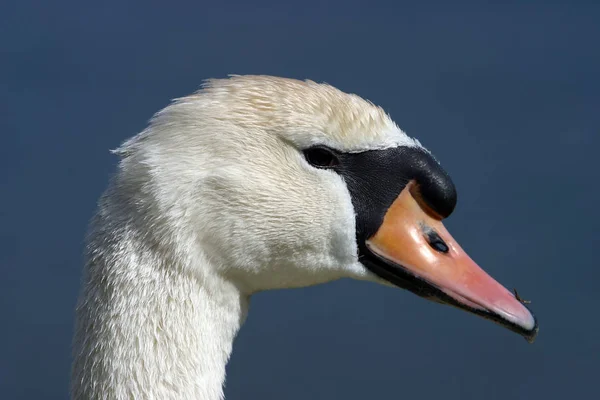 Occasion Terrible News Bird Flu Death Proud Animals Have Swan — Photo