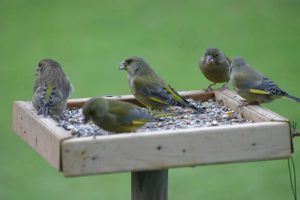 Green Compacts Greenfinch Feeding Site — Stock Photo, Image