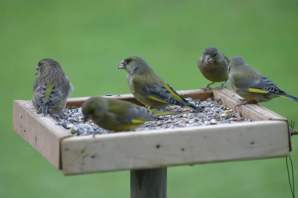 Zielone Kompakty Lub Greenfinch Miejscu Karmienia — Zdjęcie stockowe