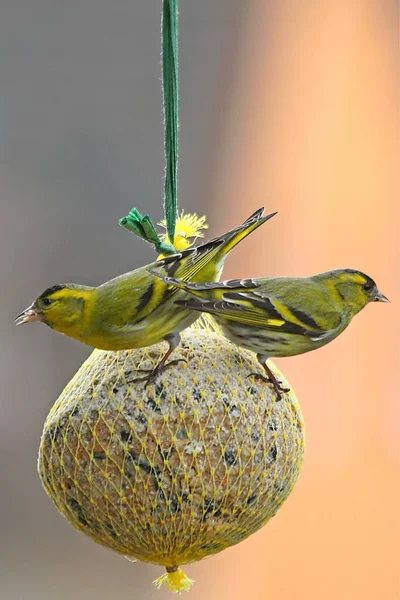 Scenic View Beautiful Bird Nature — Stock Photo, Image