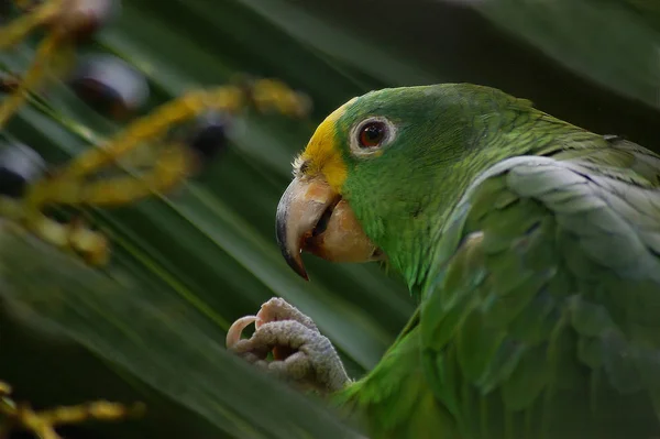 Teneriffa Carnaval Santa Cruz Den Största Spaniens Kanarieöarna — Stockfoto