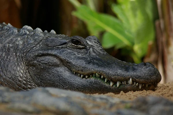 Krokodil Amfibisch Roofdier — Stockfoto