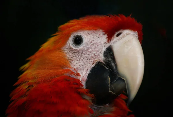 Tropischer Papageienvogel Flora Und Fauna — Stockfoto