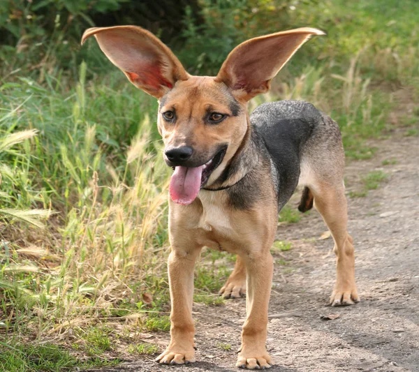 Porträt Eines Süßen Hundes — Stockfoto