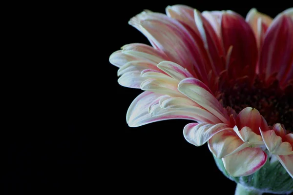 Piękny Kwiat Gerbery Płatki Flory — Zdjęcie stockowe