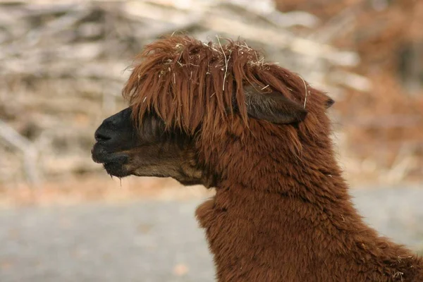 Llama Animal Funny Long Neck Animal — Stock Photo, Image