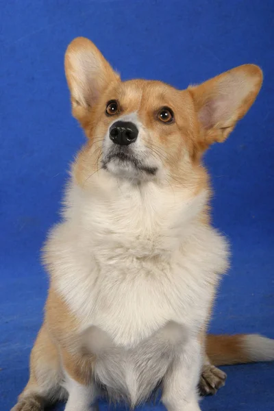 Portret Van Schattig Hond Huisdier — Stockfoto