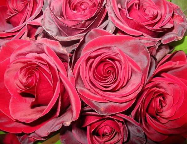 Rosas Rojas Pétalos Flores — Foto de Stock