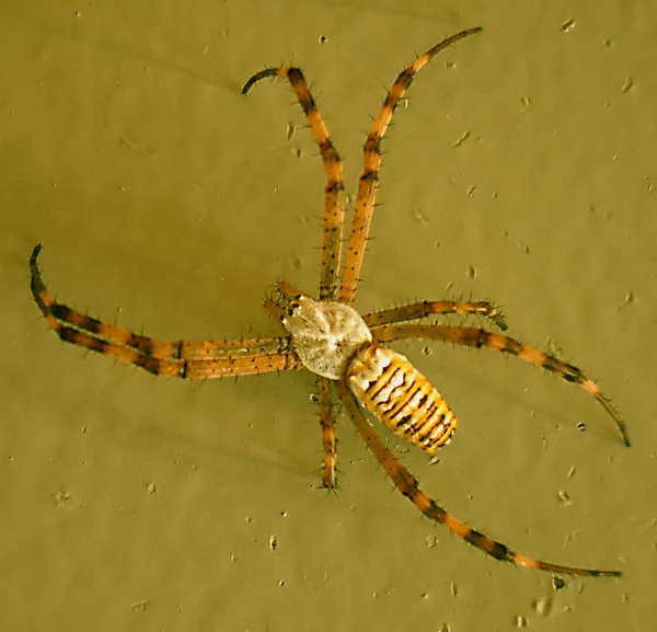 Pavoučí Zvíře Strašidelný Hmyz — Stock fotografie