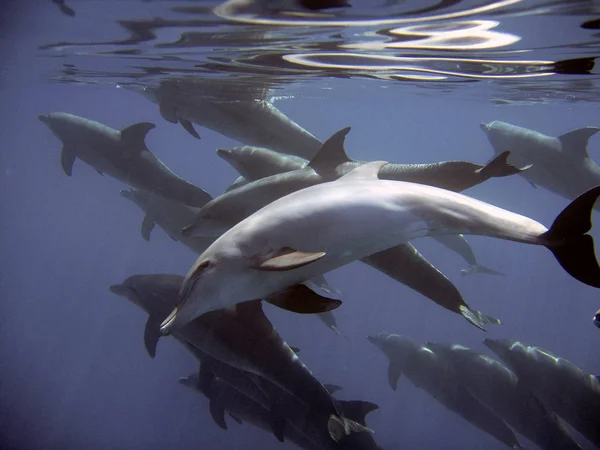 Delfines Peces Acuáticos Animales Marinos —  Fotos de Stock