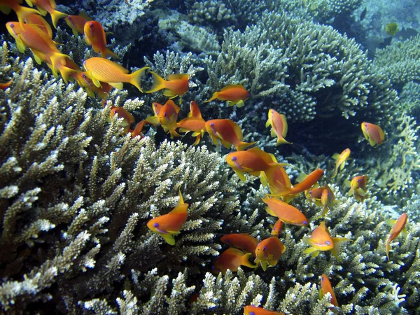 水下海洋生物 水生世界 — 图库照片