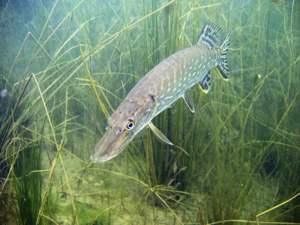 Unterwasserfotografie Karibisches Meeresleben — Stockfoto