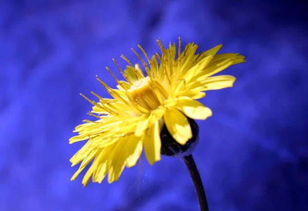 Samotne Kwiaty Przy Drodze — Zdjęcie stockowe