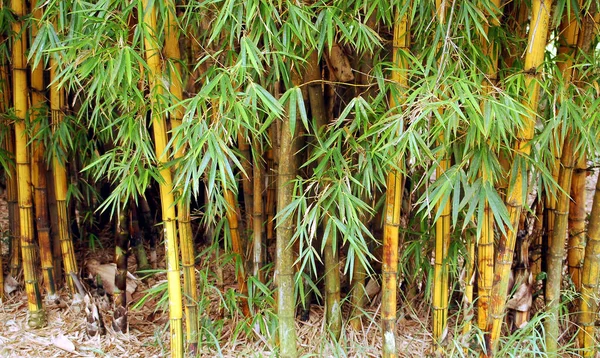 Бамбуковый Лес Стволы Деревьев — стоковое фото
