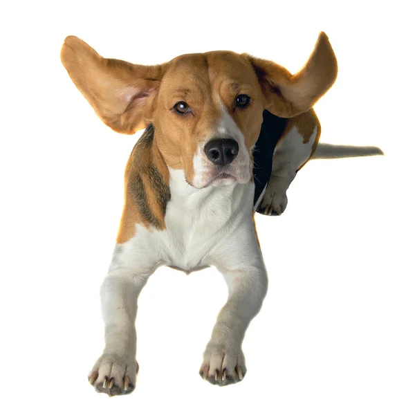 Year Old Beagle Bitch — Φωτογραφία Αρχείου