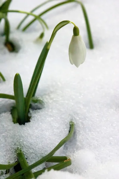 Bianco Primavera Bucaneve Fiori Flora — Foto Stock