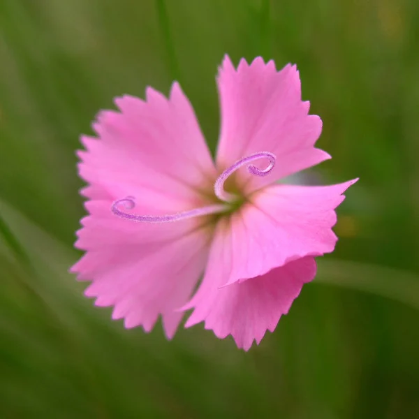 Vackra Blommor Blommigt Koncept Bakgrund — Stockfoto