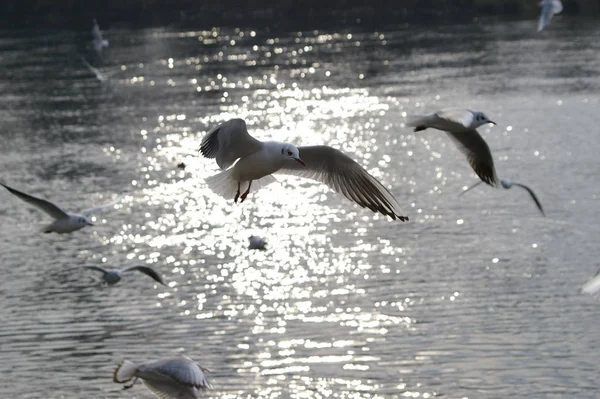 Scenic View Beautiful Cute Gull Bird — Stock Photo, Image