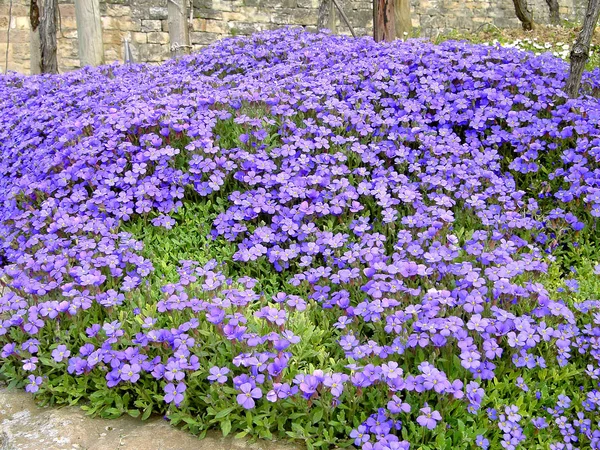 Vackra Blommor Blommigt Koncept Bakgrund — Stockfoto