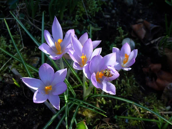 Krokusy Kwitnące Kwiaty Przyrodzie Flora — Zdjęcie stockowe
