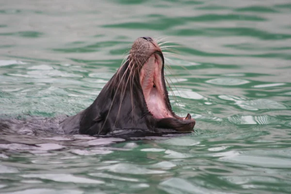 牙医面前的海狮 — 图库照片