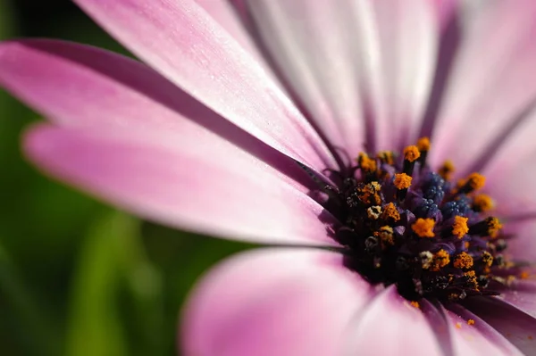 Красивые Цветы Цветочные Концепции Природный Фон — стоковое фото