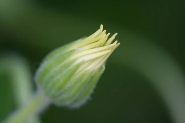 Piękne Botaniczne Ujęcie Naturalna Tapeta — Zdjęcie stockowe