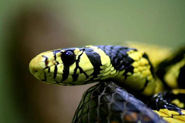 Змея Рептилия Животный Мир — стоковое фото