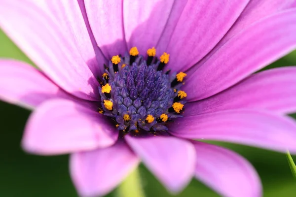 Bellissimi Fiori Sfondo Concetto Floreale — Foto Stock