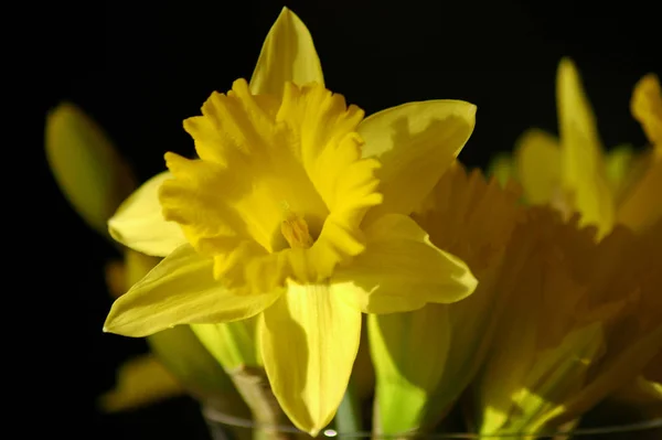 Bela Flor Primavera Narciso Narciso Daffodil — Fotografia de Stock