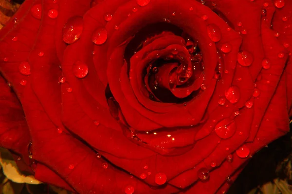 美しい植物の芽自然壁 — ストック写真