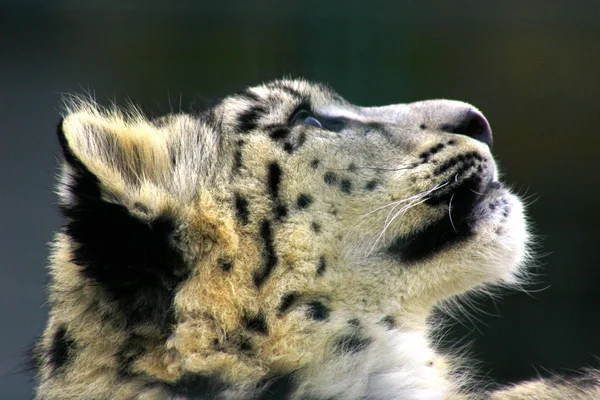 Vista Juguetona Leopardo Nieve — Foto de Stock