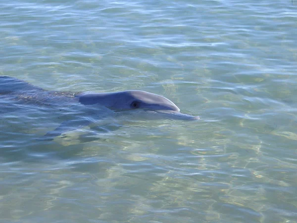 Delfines Peces Acuáticos Animales Marinos — Foto de Stock