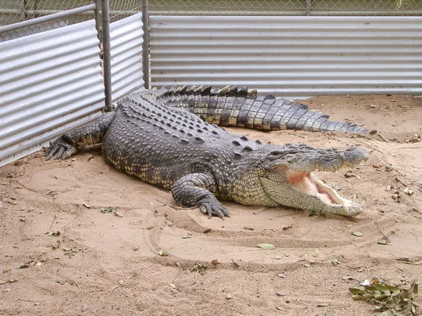 crocodile dangerous reptile animal