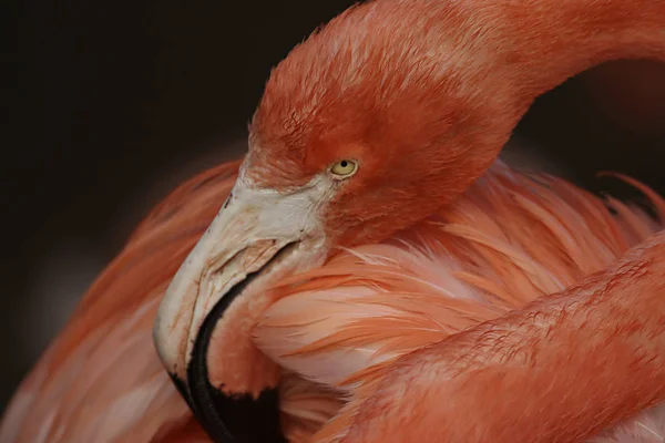 Flamingo Road Natural Bird Background — Stock Photo, Image