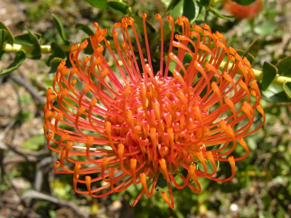 Hermoso Plano Botánico Fondo Pantalla Natural — Foto de Stock