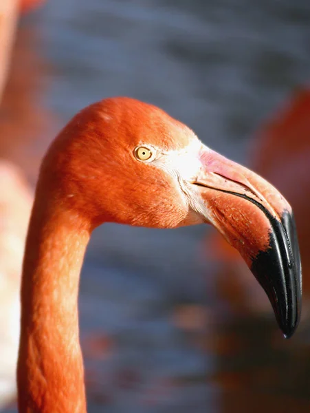 Flamingo Natural Pássaro Fundo — Fotografia de Stock