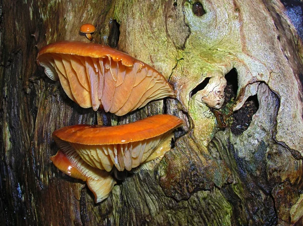 Culture Champignons Dans Forêt Fond Nature — Photo