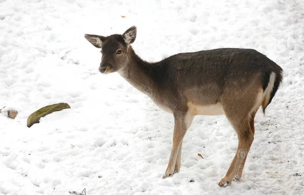 Different Animals Selective Focus — Stock Photo, Image