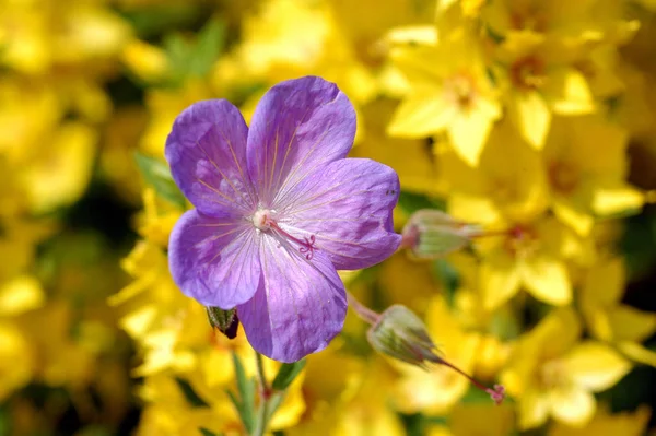 Belles Fleurs Fond Concept Floral — Photo