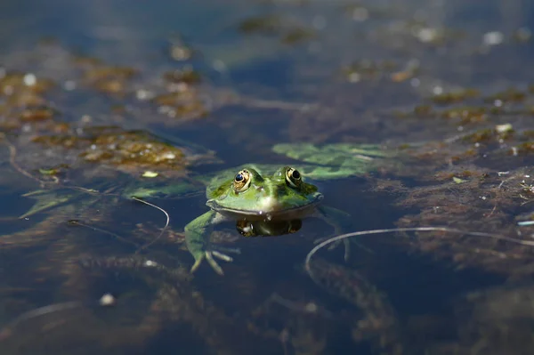 Žába Sedící Rybníku Lese — Stock fotografie