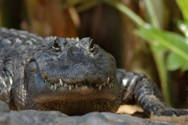 crocodile dangerous reptile animal