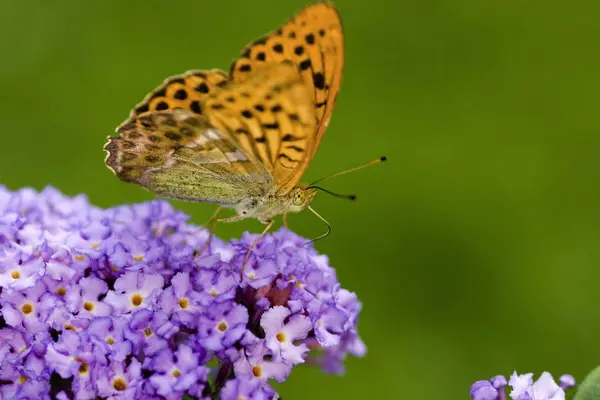 Pomarańczowy Motyl Florze Przyrodzie — Zdjęcie stockowe